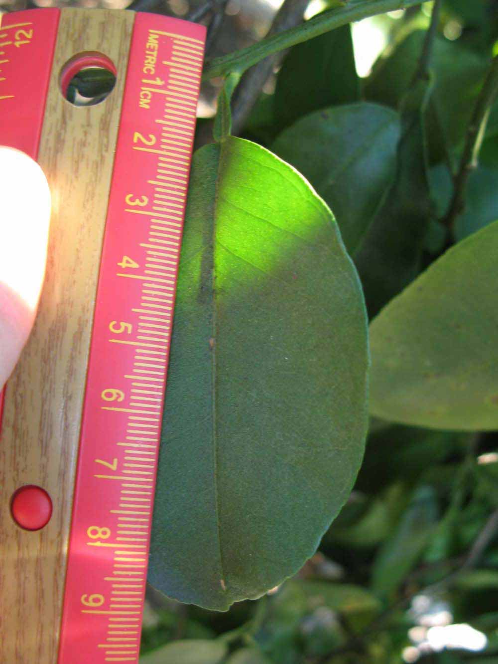              Unifoliolate leaf (Winter Haven, FL)       